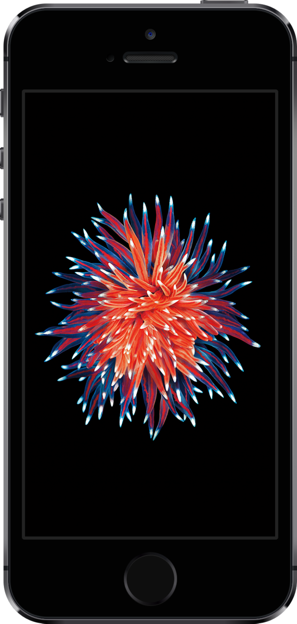 iPhone SE